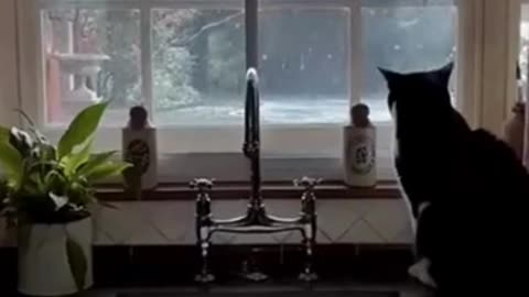 Cute cats and dog