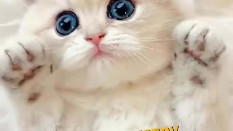 How Cats Really See Humans🐱👀