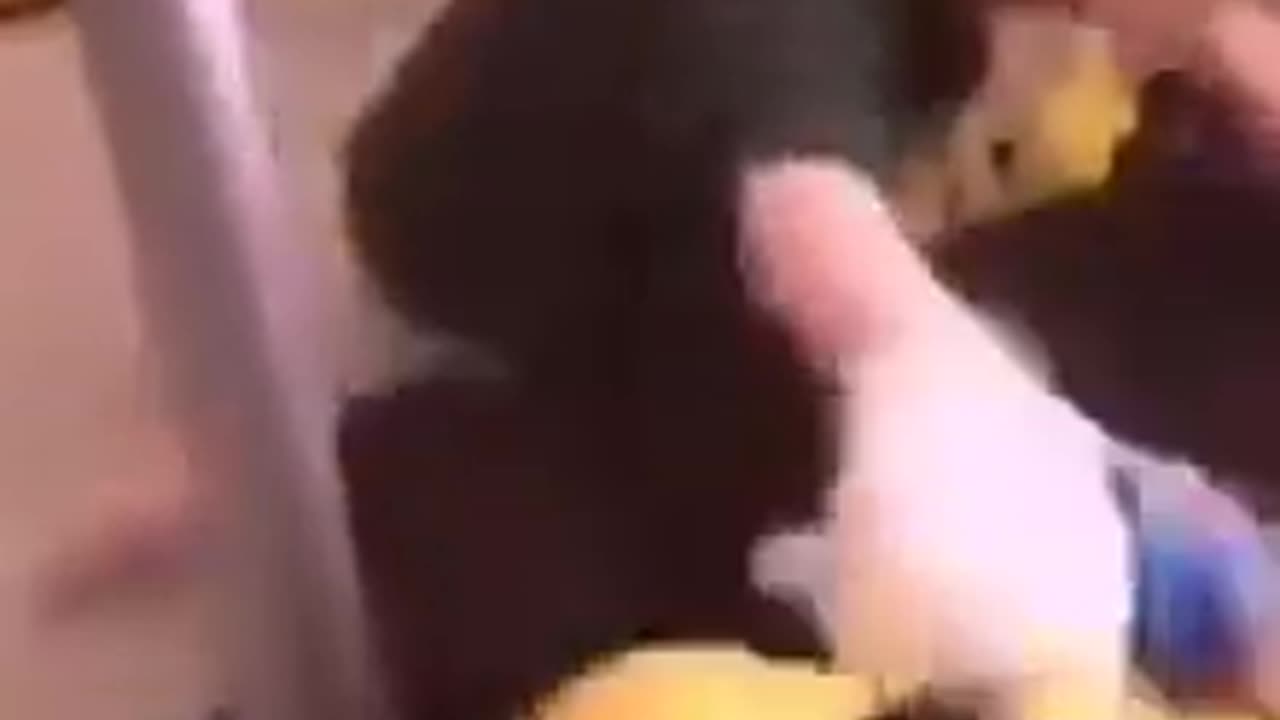 😂🦅 You Won't Believe This INSANE Move! | FunFM