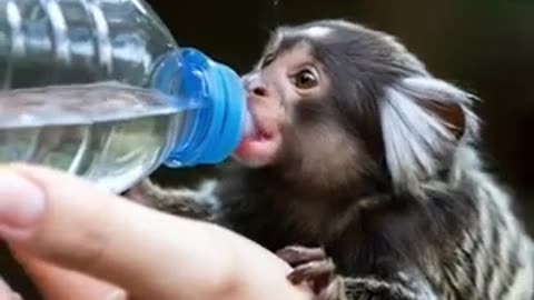 Hydration Cuteness Overload! 😍 Tiny Marmoset Sipping Like a Pro!
