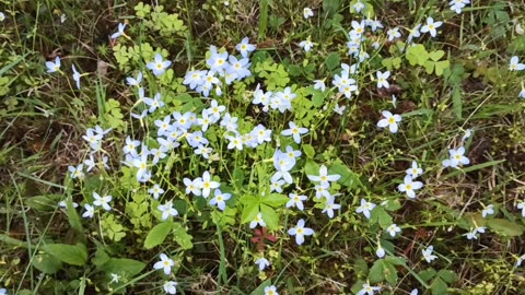 Mayflowers