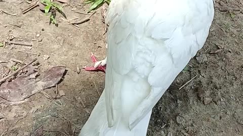 pigeon