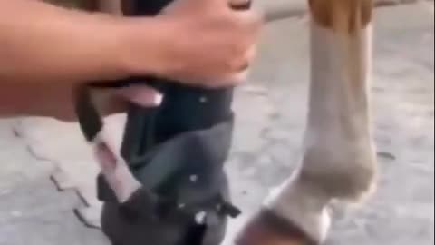 😮🦄 A Horse Gets a New Leg, Runs Again! | FeedMyCuriosity