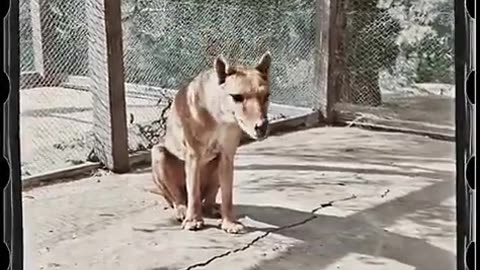 🧠✨ Colorized Footage of the Last Tasmanian Tiger in 1933 | FeedMyCuriosity