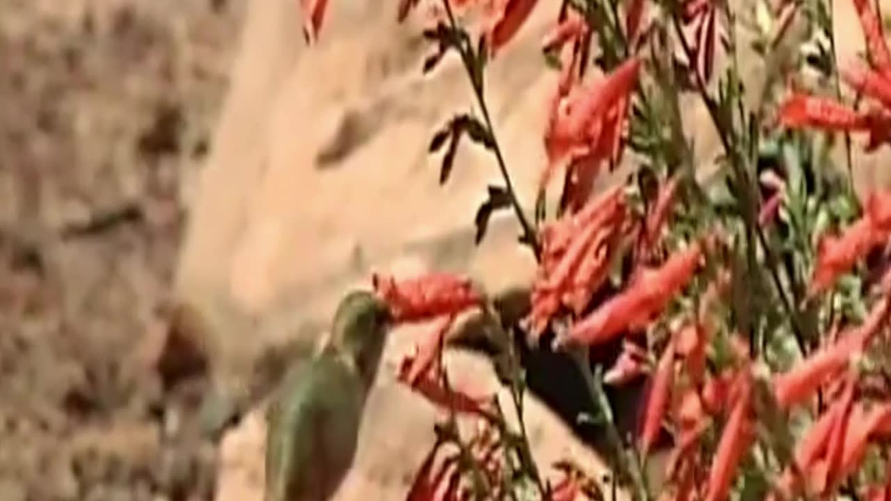 hummingbird