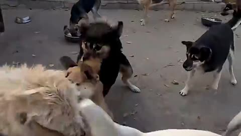 animals