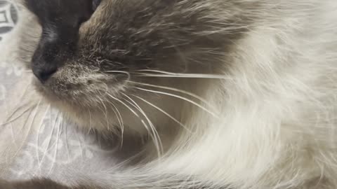Rozi, Beautiful cat