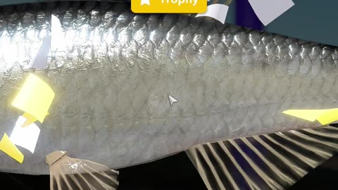 RF4 Trophy Bleak on a Winding Rivulet | Float Fishing