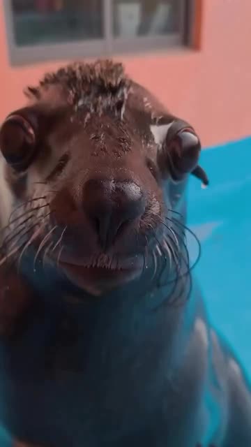 Punk look for the seal 😂