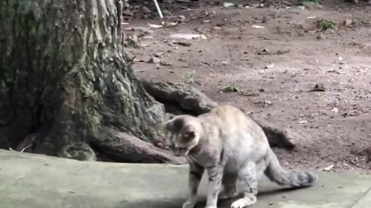 Cat v Snake