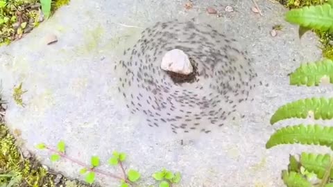 🧠✨ Have You Seen This? Prepare to Be Amazed! | FeedMyCuriosity