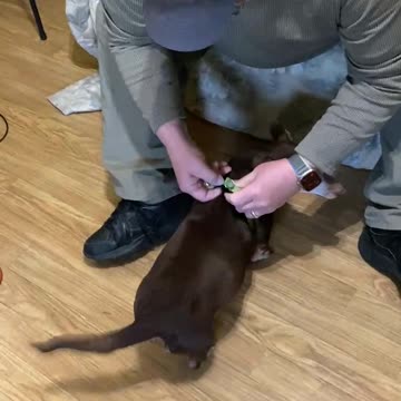 My Dog Cry Like A Baby!