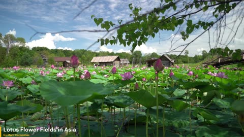 Lotus Flower Fields in Asia
