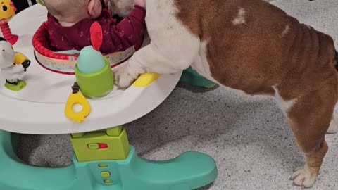 Baby and Two Bulldogs