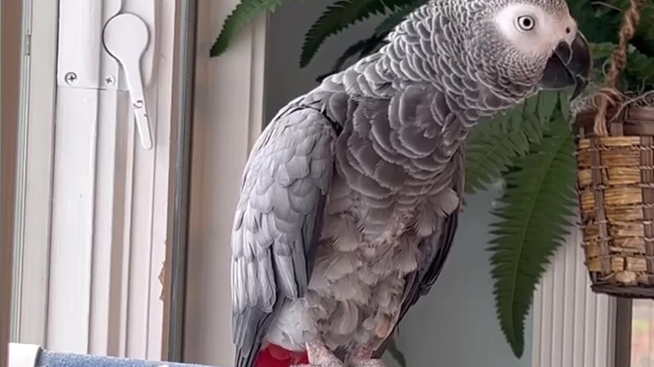 parrot wont stop talking 😂🦜 nonstop crazy bird energy