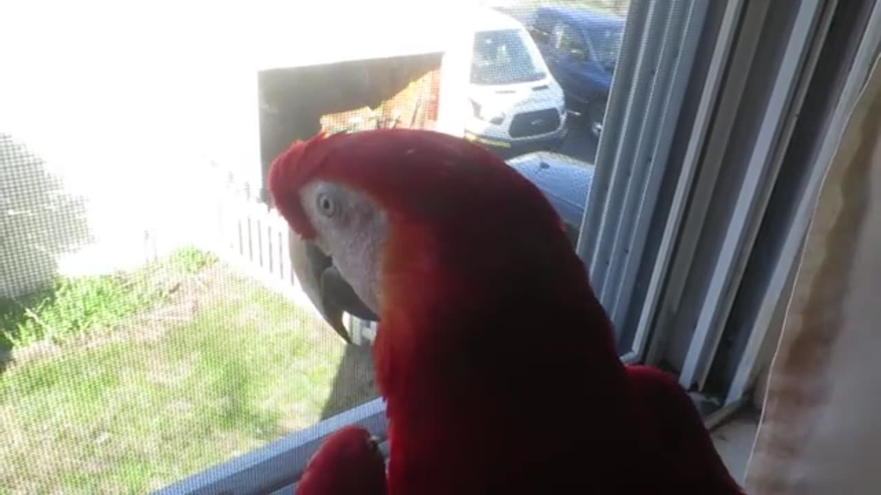 BIRD HAS TO SEE NEIGHBOR EVERYDAY ❤️ - WAITS PATIENTLY AT WINDOW (WARNING: ME ABRUPTLY YELLING LOUD)