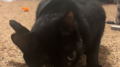 😂🐶 Naughty Dog Steals the Show! | FunFM