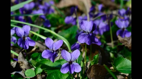 Lord Winter - Violet