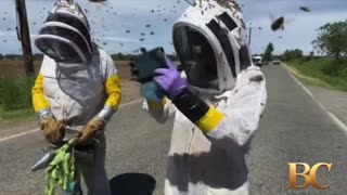 Warning after 250 million bees escape overturned truck in Washington