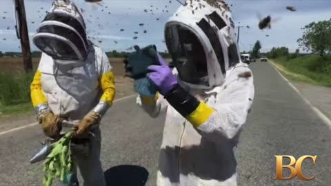Warning after 250 million bees escape overturned truck in Washington