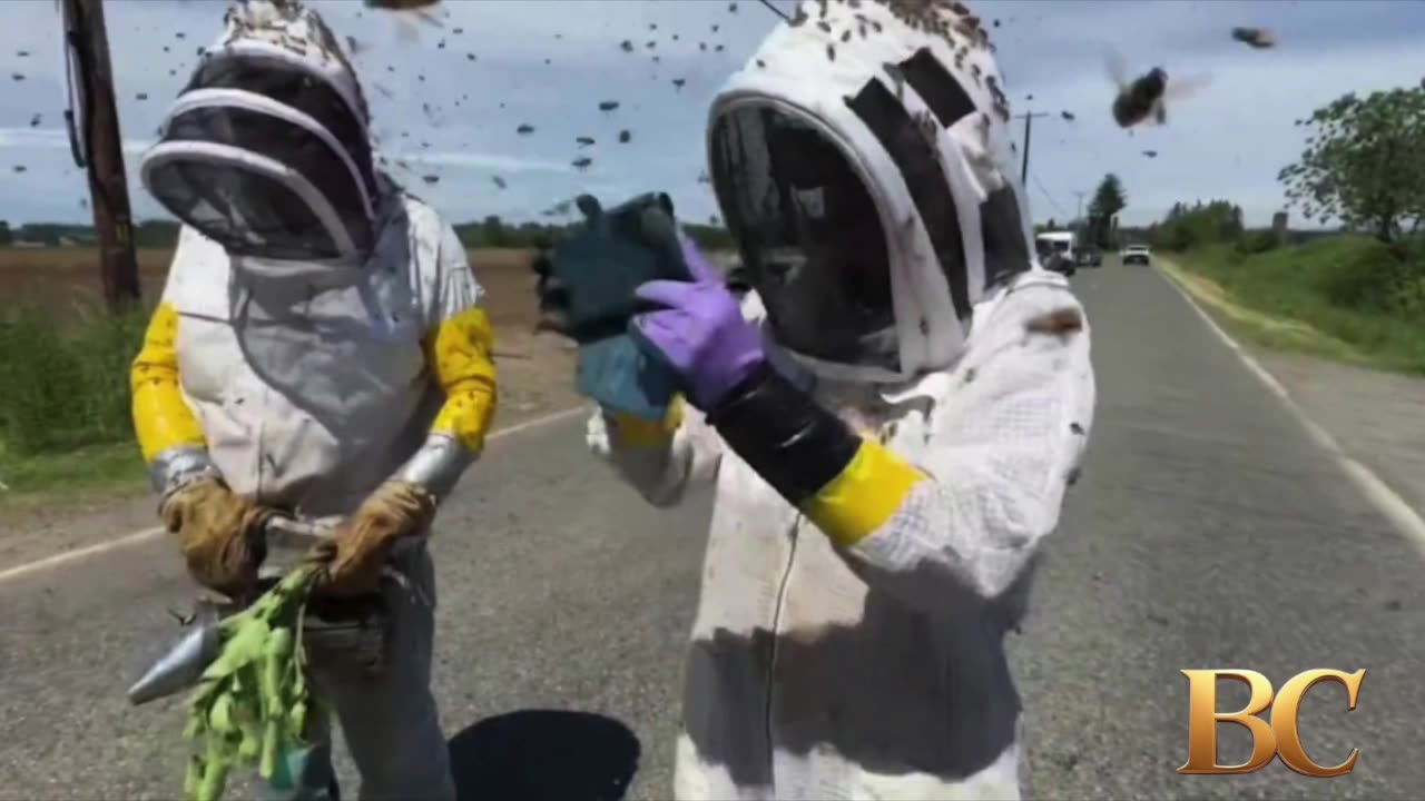 Warning after 250 million bees escape overturned truck in Washington