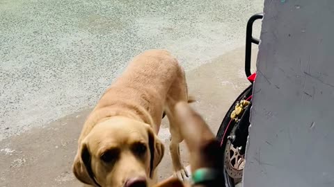 My dog full Training