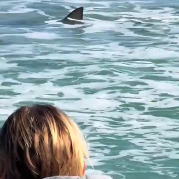 Go to the beach they said. It'll be nice they said! LOL 🦈