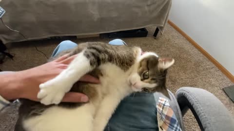 annoying my cat until he gives up, Lol! super funny