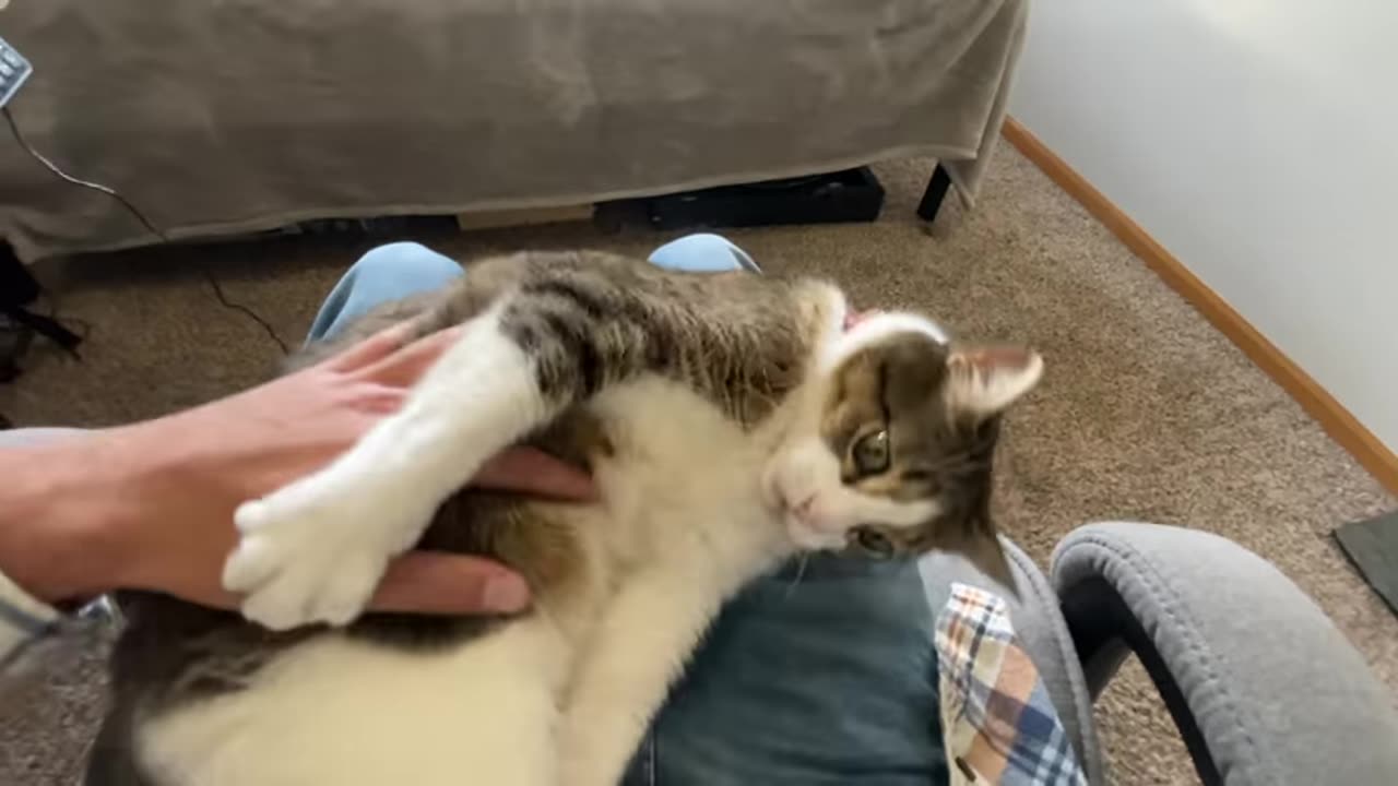 annoying my cat until he gives up, Lol! super funny