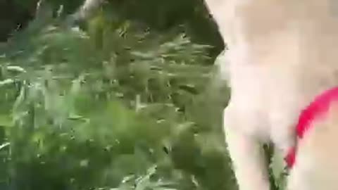 animals
