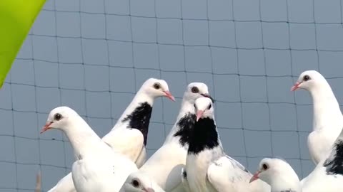 Pigeon flying