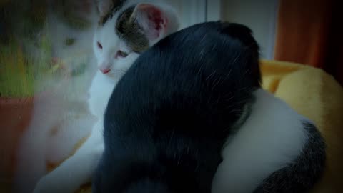 Cute Animal Ep55