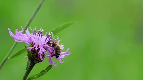 Relaxing Bee Sounds 🐝 | Peaceful Nature Ambience for Focus, Sleep & Meditation