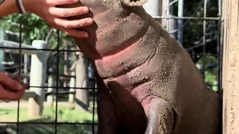 😌🐧 Sleepy Baby Hippo | FunFM