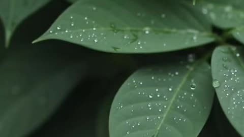 Slow-Motion Rain on Leaves | Relaxing Nature ASMR & Calming Scenery