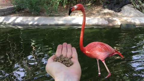 Flamingo Feeding @ Puerto Vallarta Zoo (Jalisco, Mexico) 28