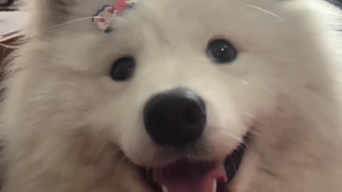 Adorable Samoyed
