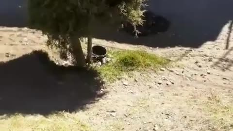 New bird variety has been found