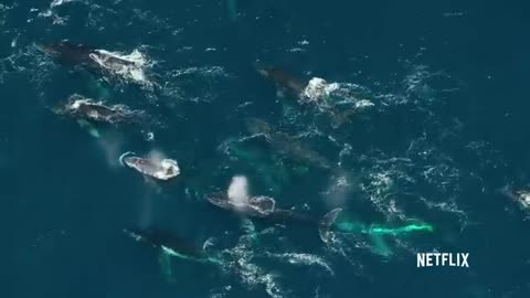Whales