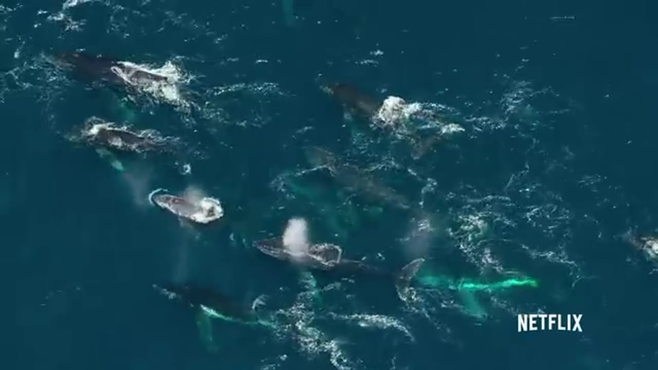 Whales
