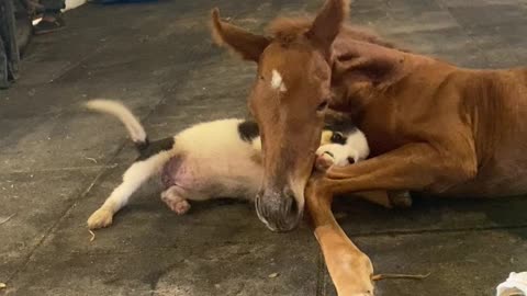 Puppy Gently Plays With Injured Filly