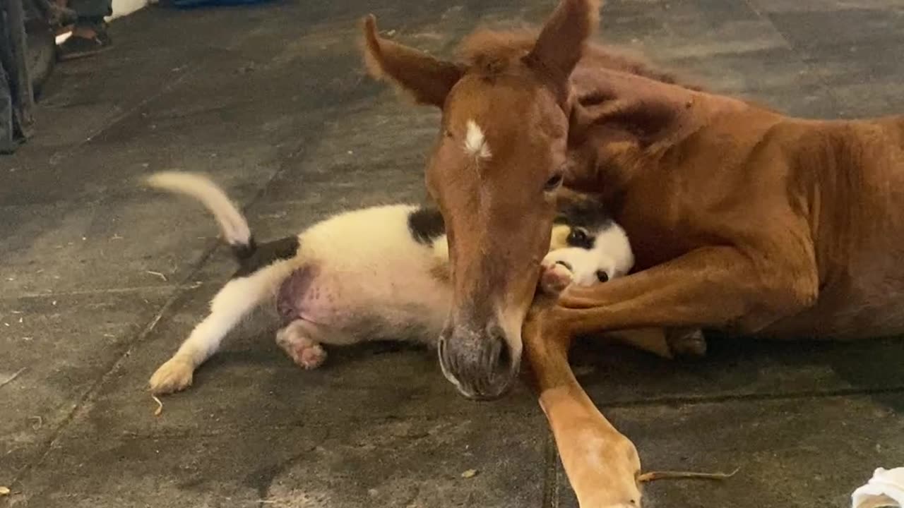 Puppy Gently Plays With Injured Filly