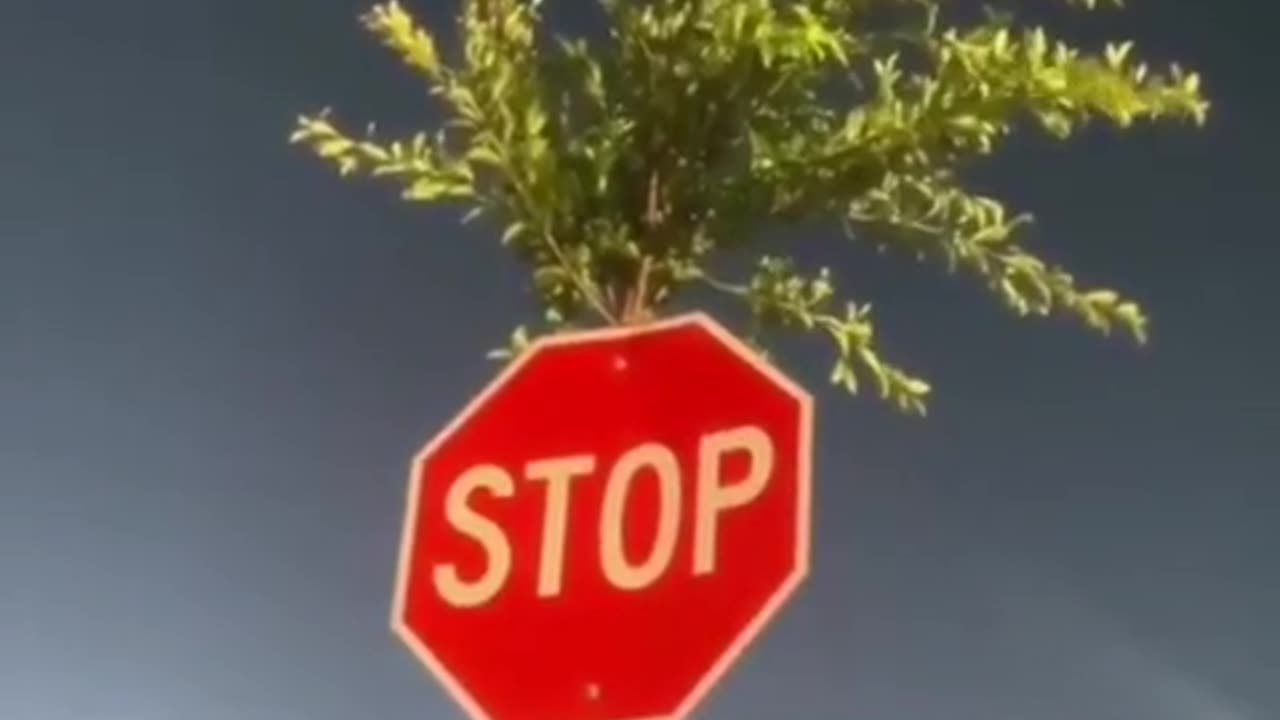🤯✨ You Won't Believe How Nature Breaks Through! | FeedMyCuriosity