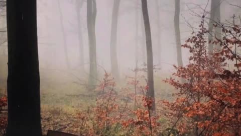 Relaxing sounds of autumn rain!!!