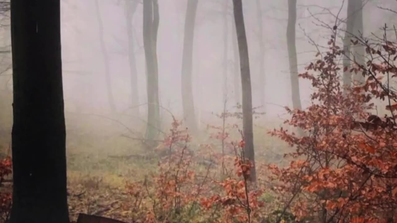 Relaxing sounds of autumn rain!!!