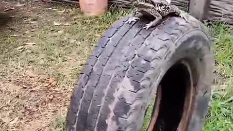 Tung tung tung