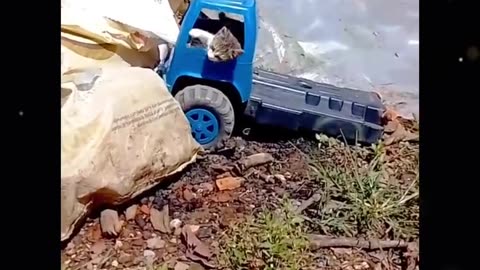 Asi de feliz esta este gatico en vehículo jijiji