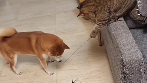 Funny animals