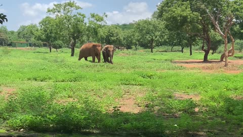 Elephant at vandalur zoo.. Chennai.. India