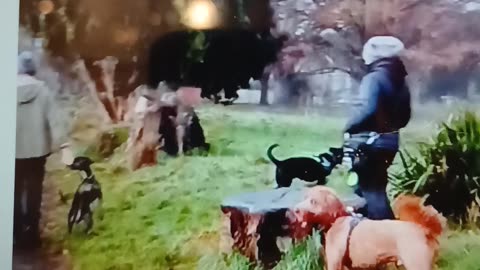 The gang of human and animal abusers out trampling the dead